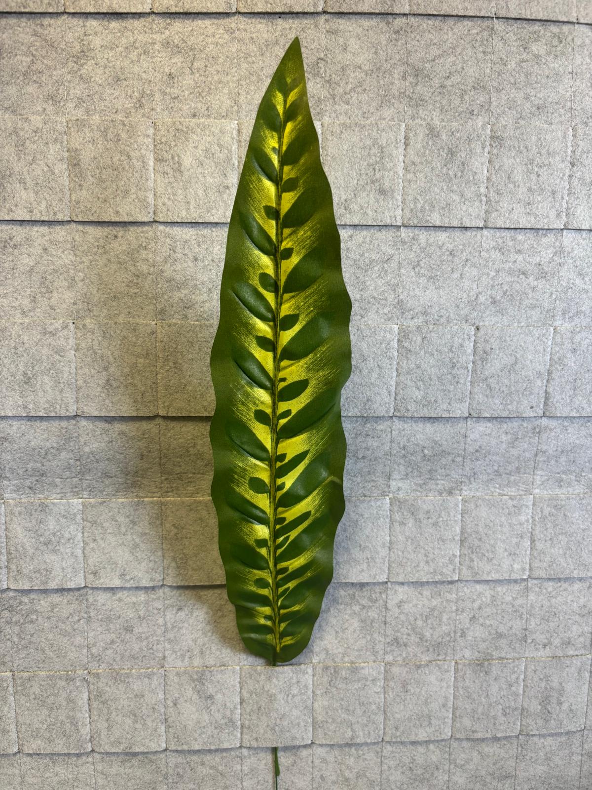 Liść calathea