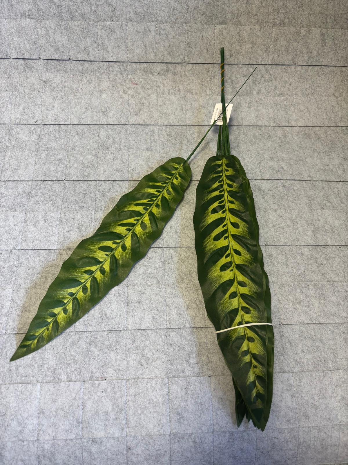 Liść calathea – zdjęcie 2