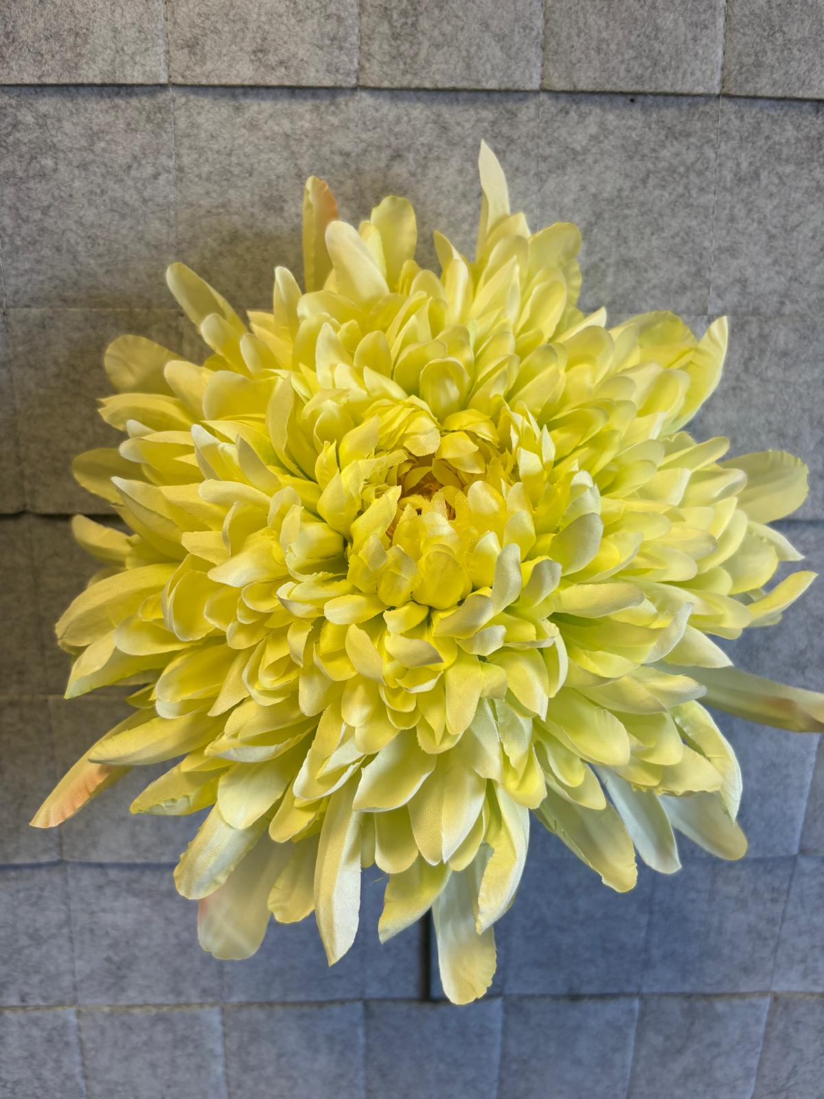 Chryzantema wyrobowa