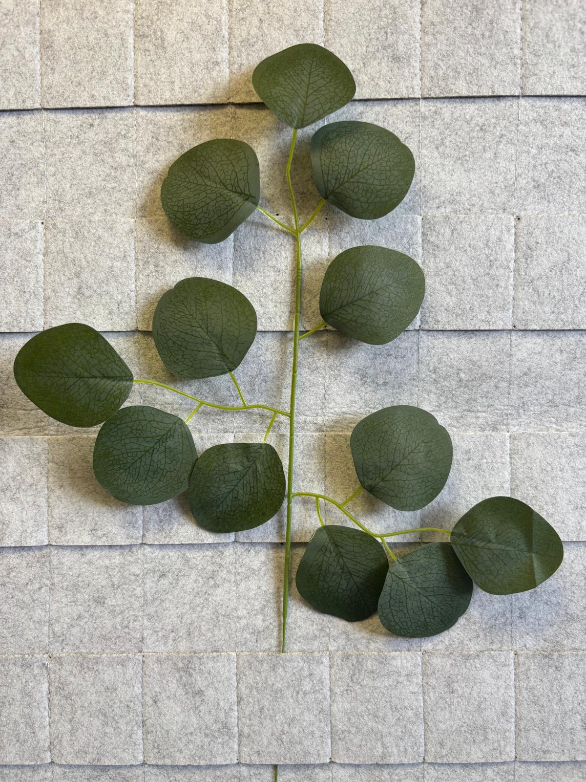 Liść eukaliptus