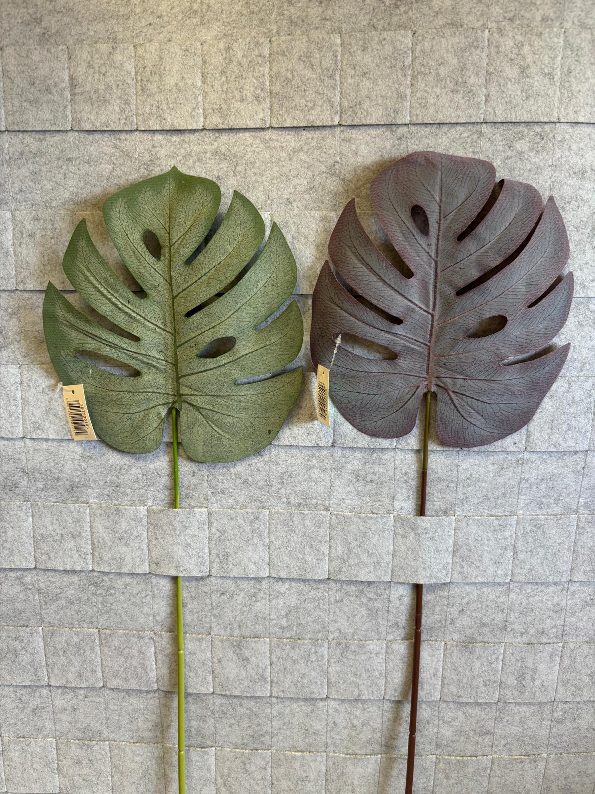 Liść monstery – zdjęcie 2