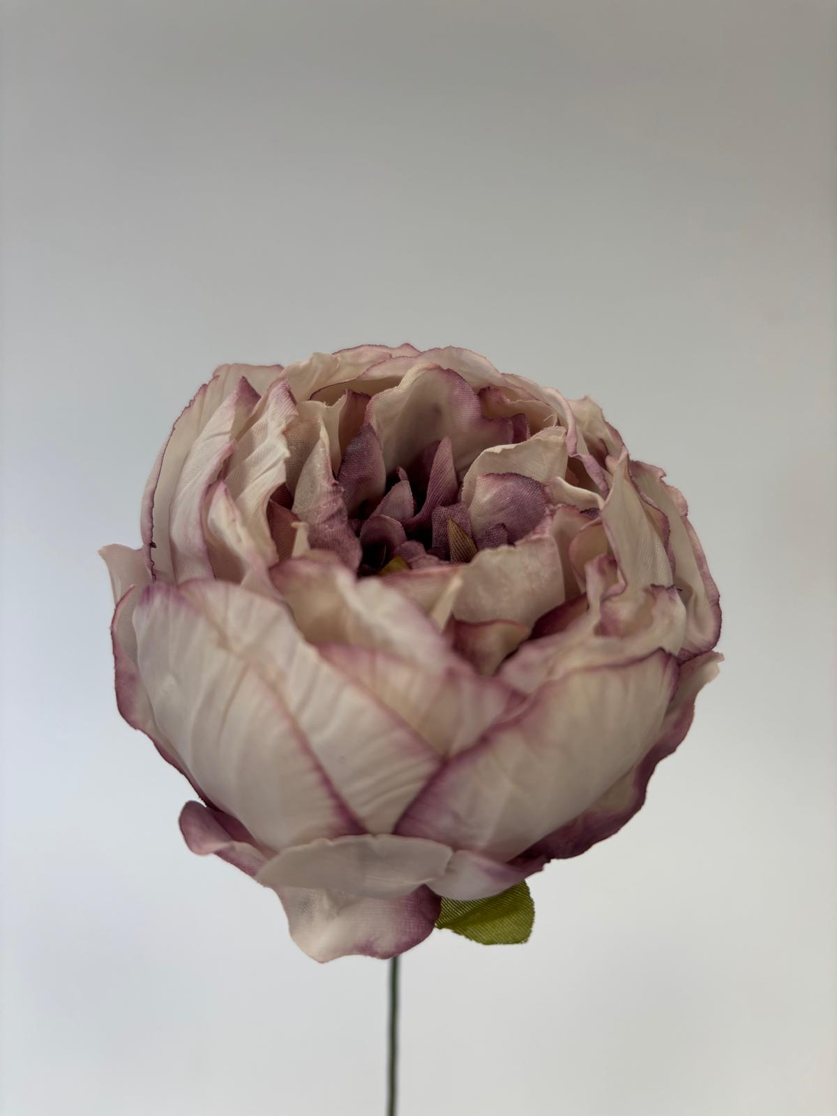 Peonia wyrobowa zasuszona