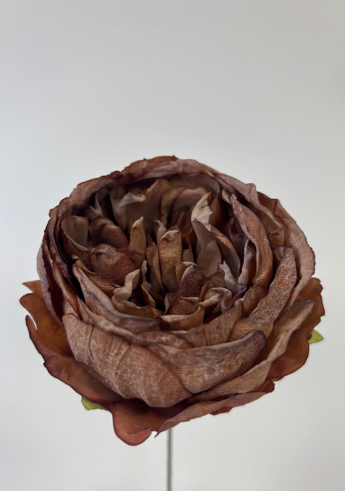 Peonia wyrobowa zasuszona