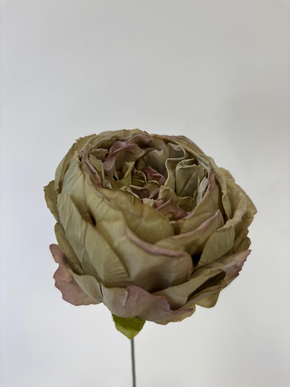 Peonia wyrobowa zasuszona