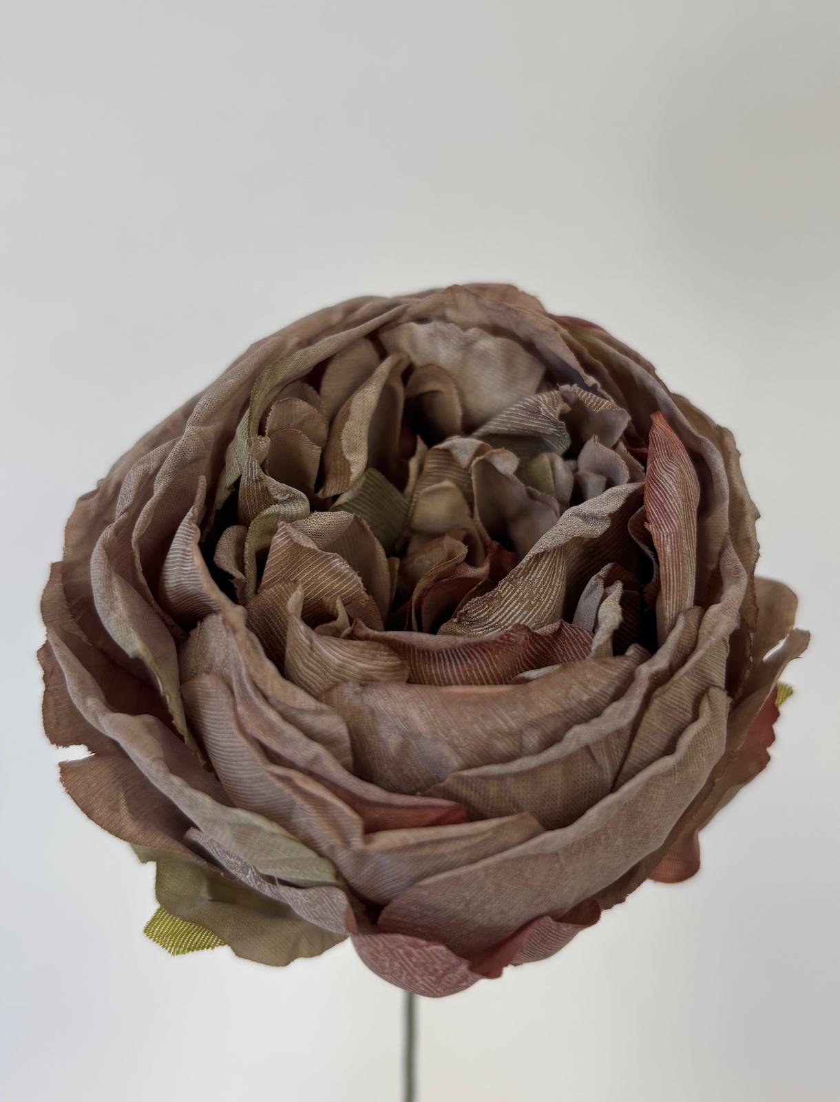 Peonia wyrobowa zasuszona