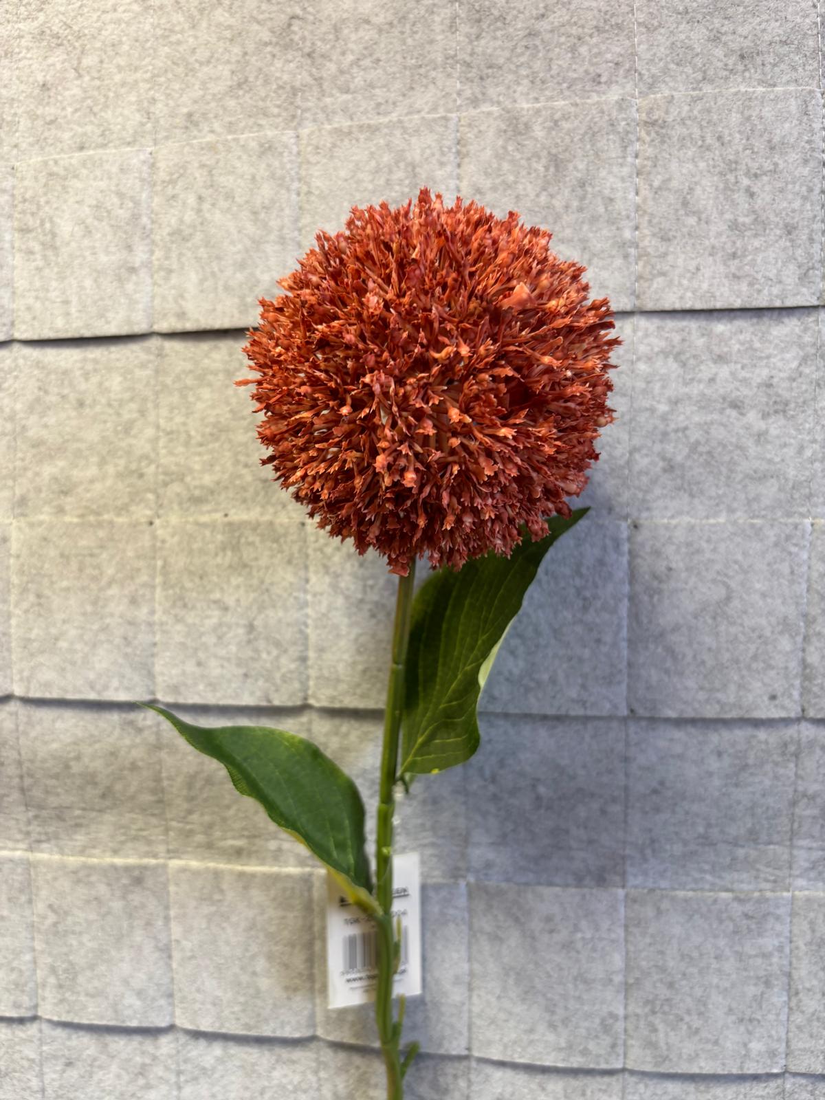 Czosnek gałązka – zdjęcie 6