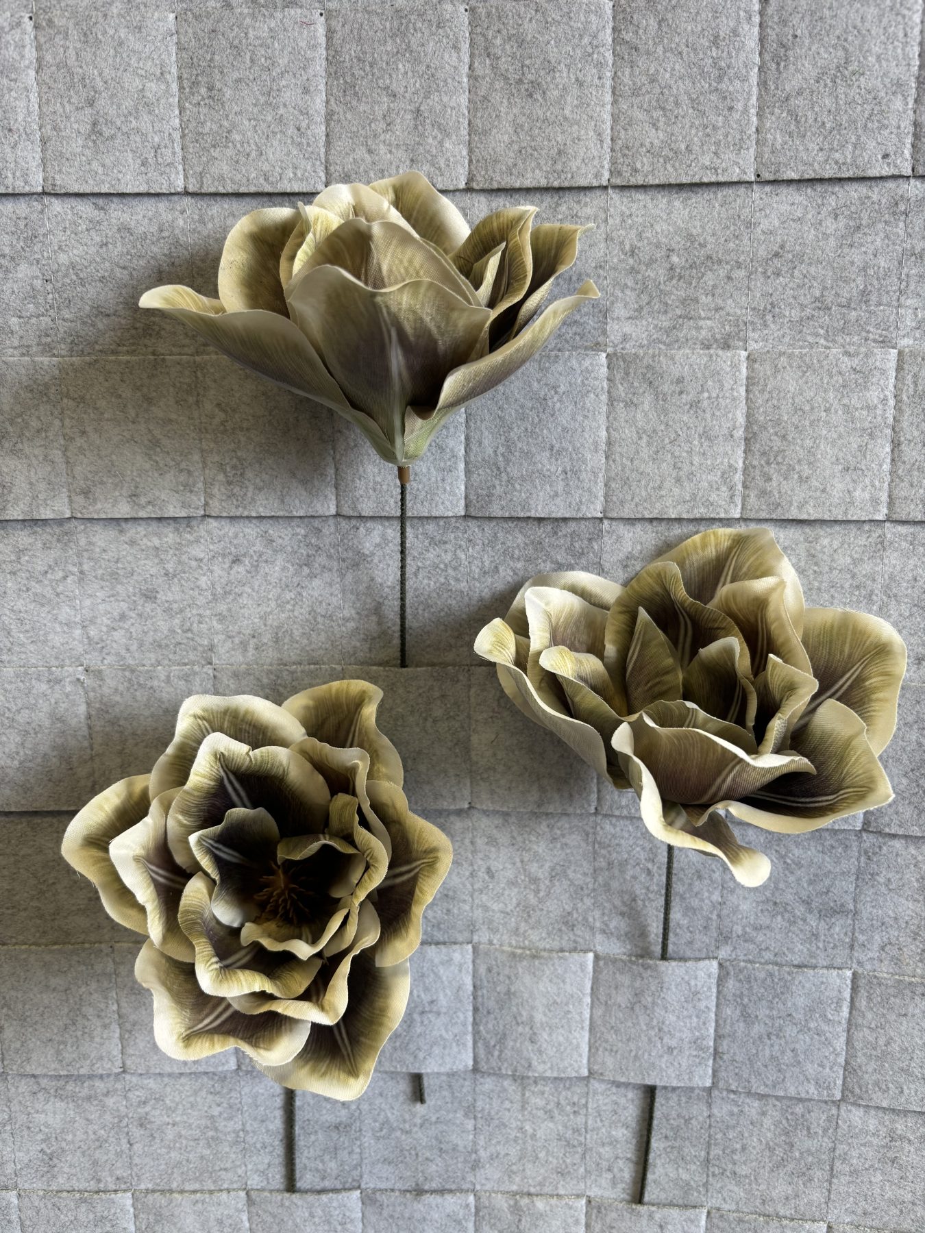 Magnolia satynowa, wyrobowa – zdjęcie 3