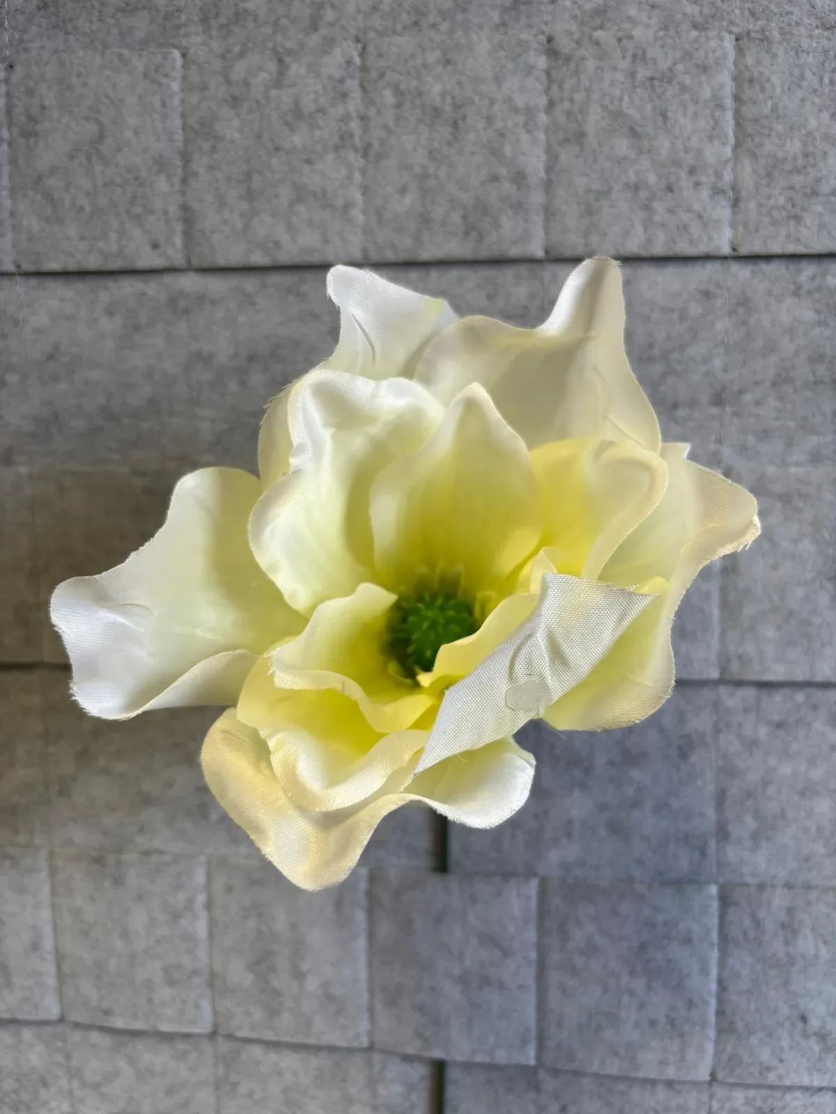 Magnolia satynowa, wyrobowa P008
