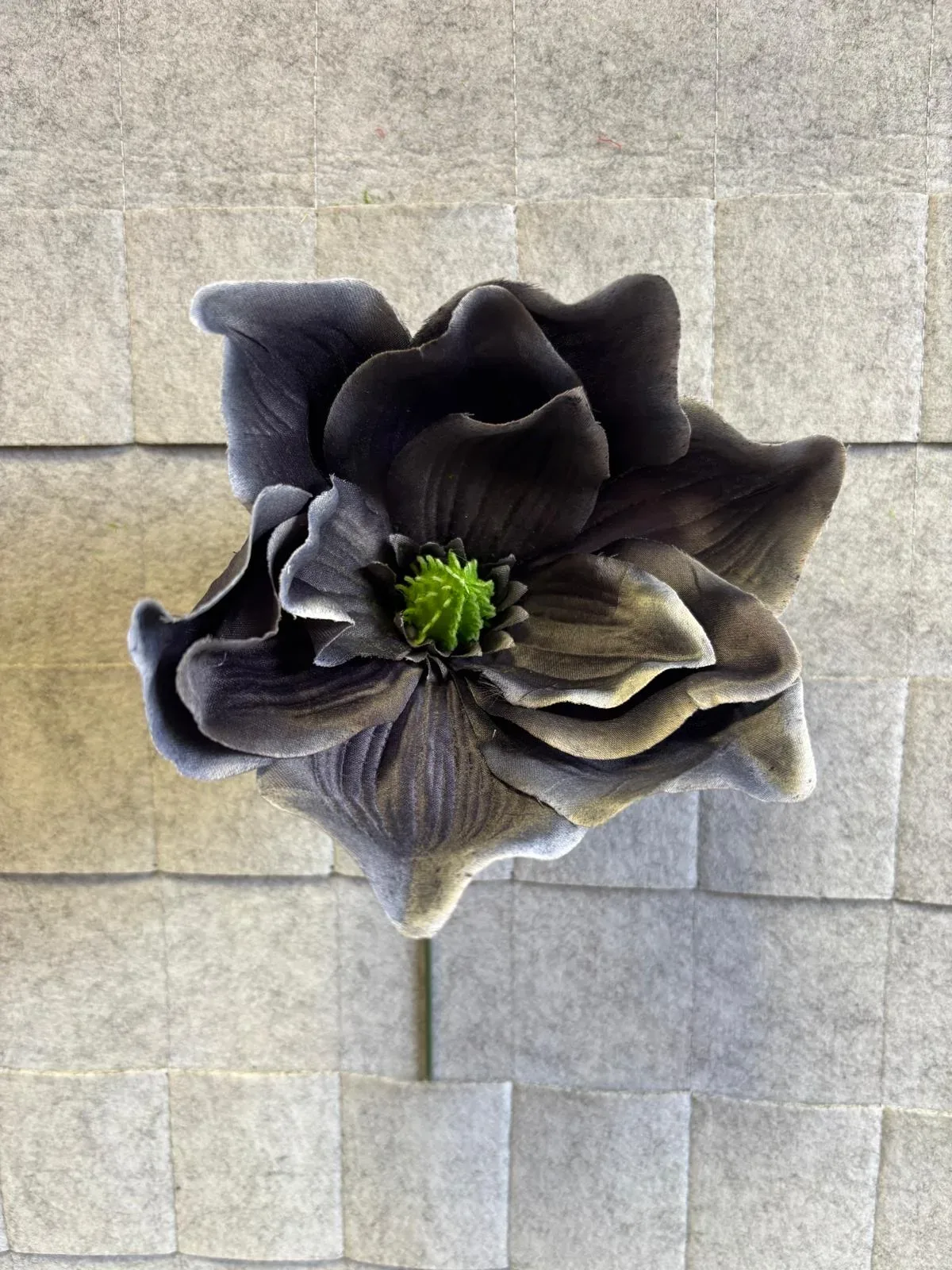 Magnolia satynowa, wyrobowa P008
