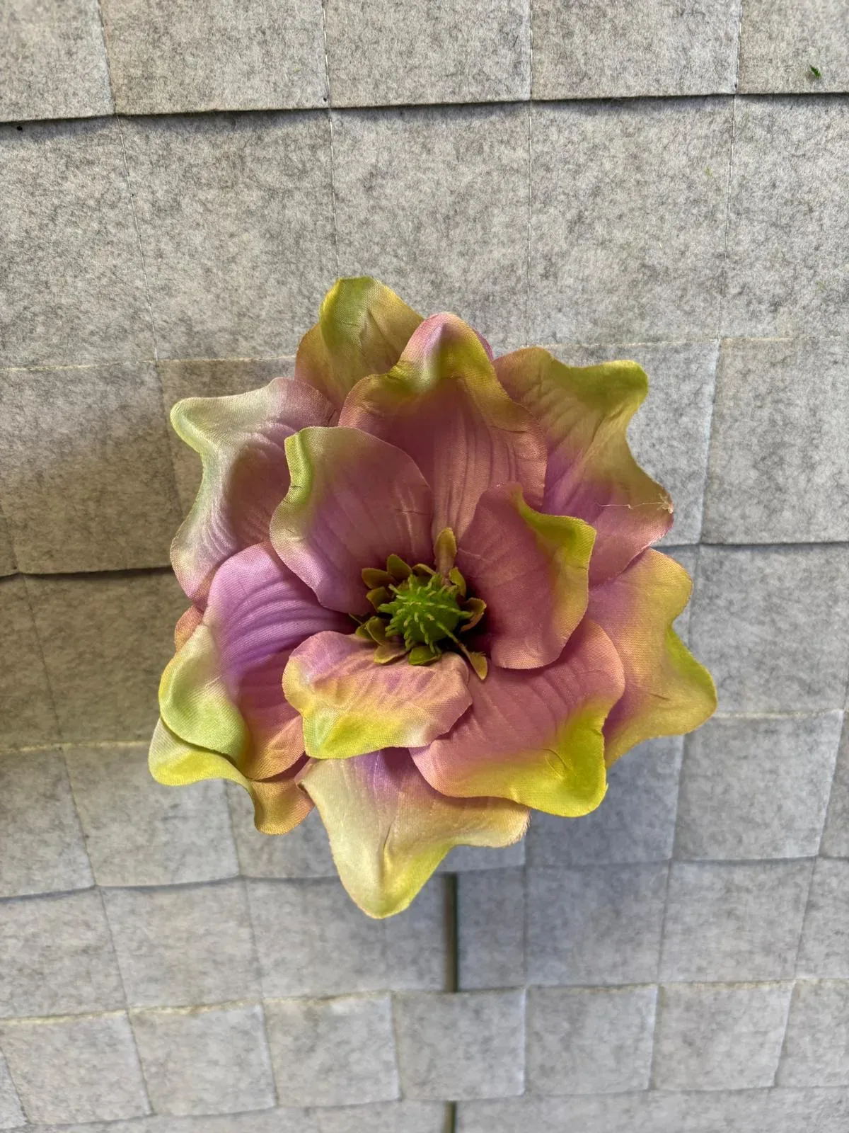 Magnolia satynowa, wyrobowa P008