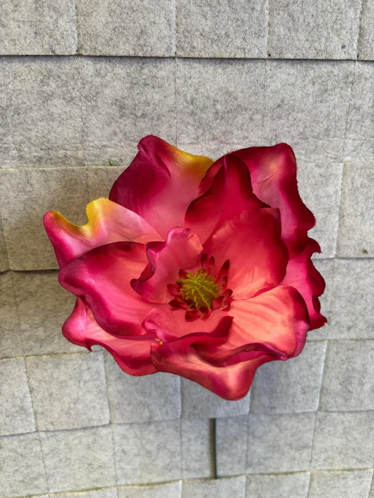Magnolia satynowa, wyrobowa P008