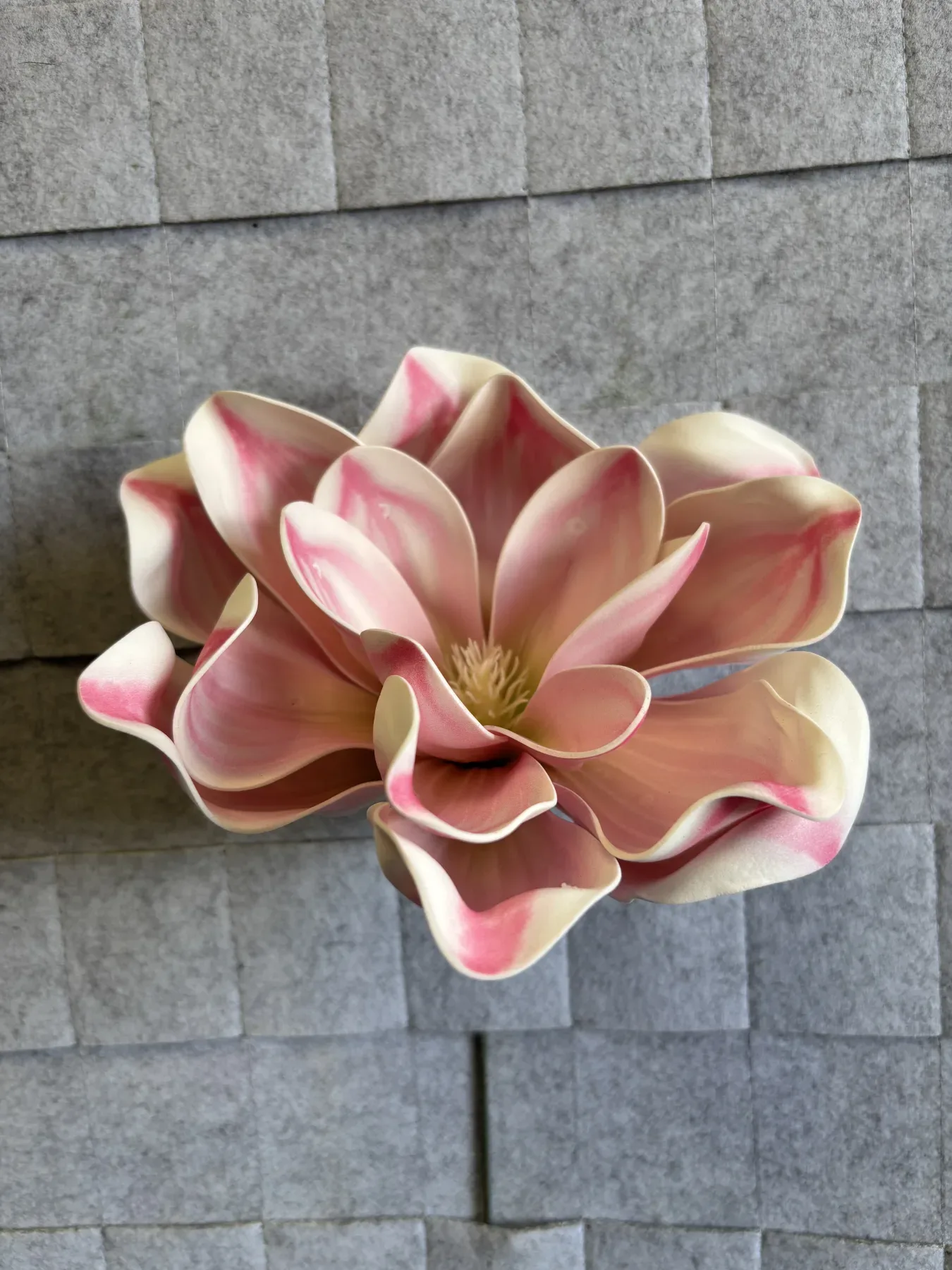 Magnolia piankowa gigant