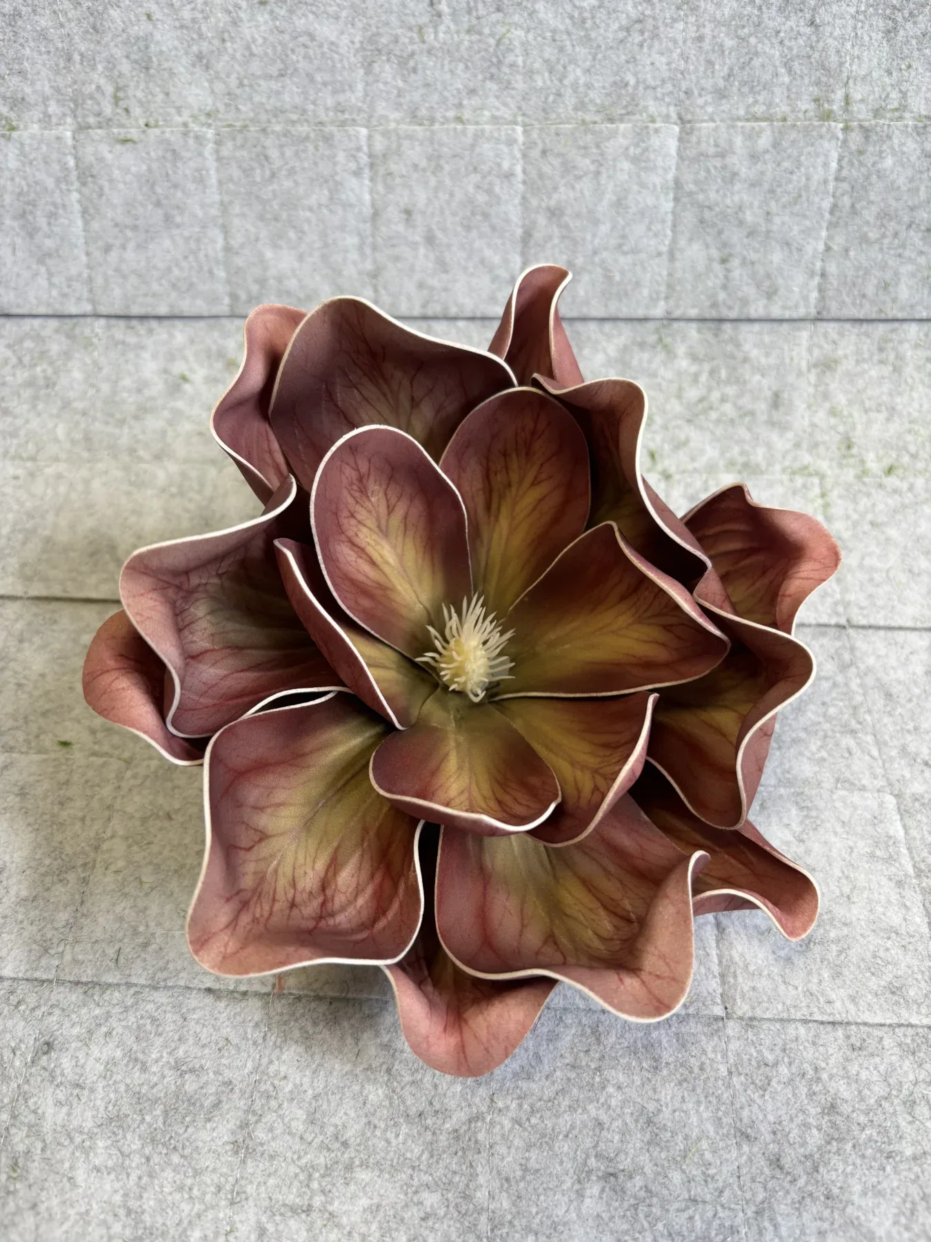 Magnolia piankowa gigant