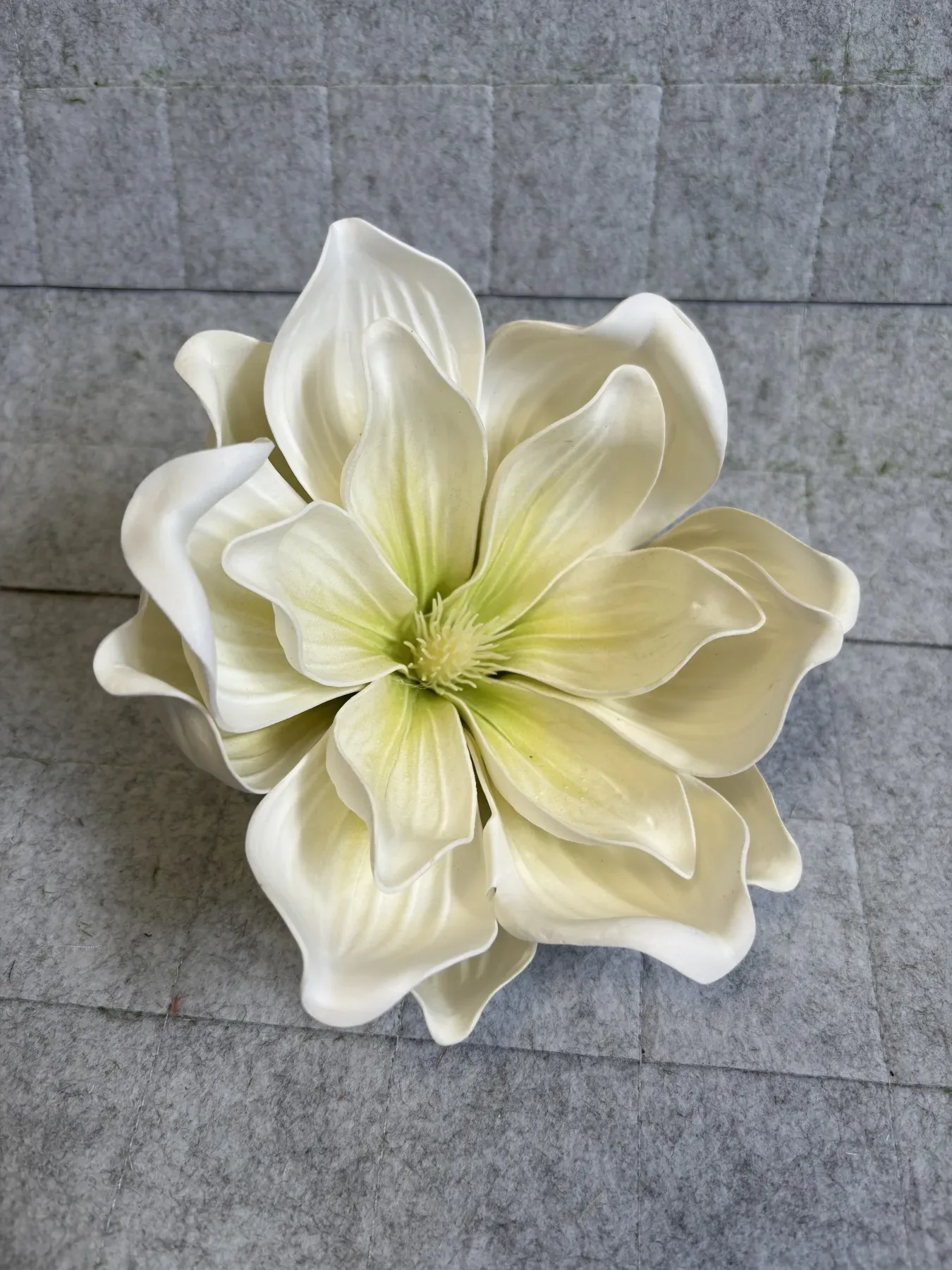 Magnolia piankowa gigant