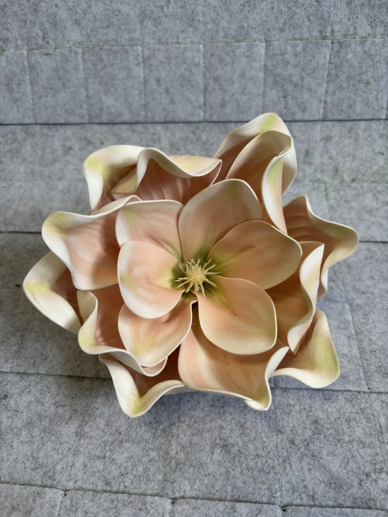 Magnolia piankowa gigant