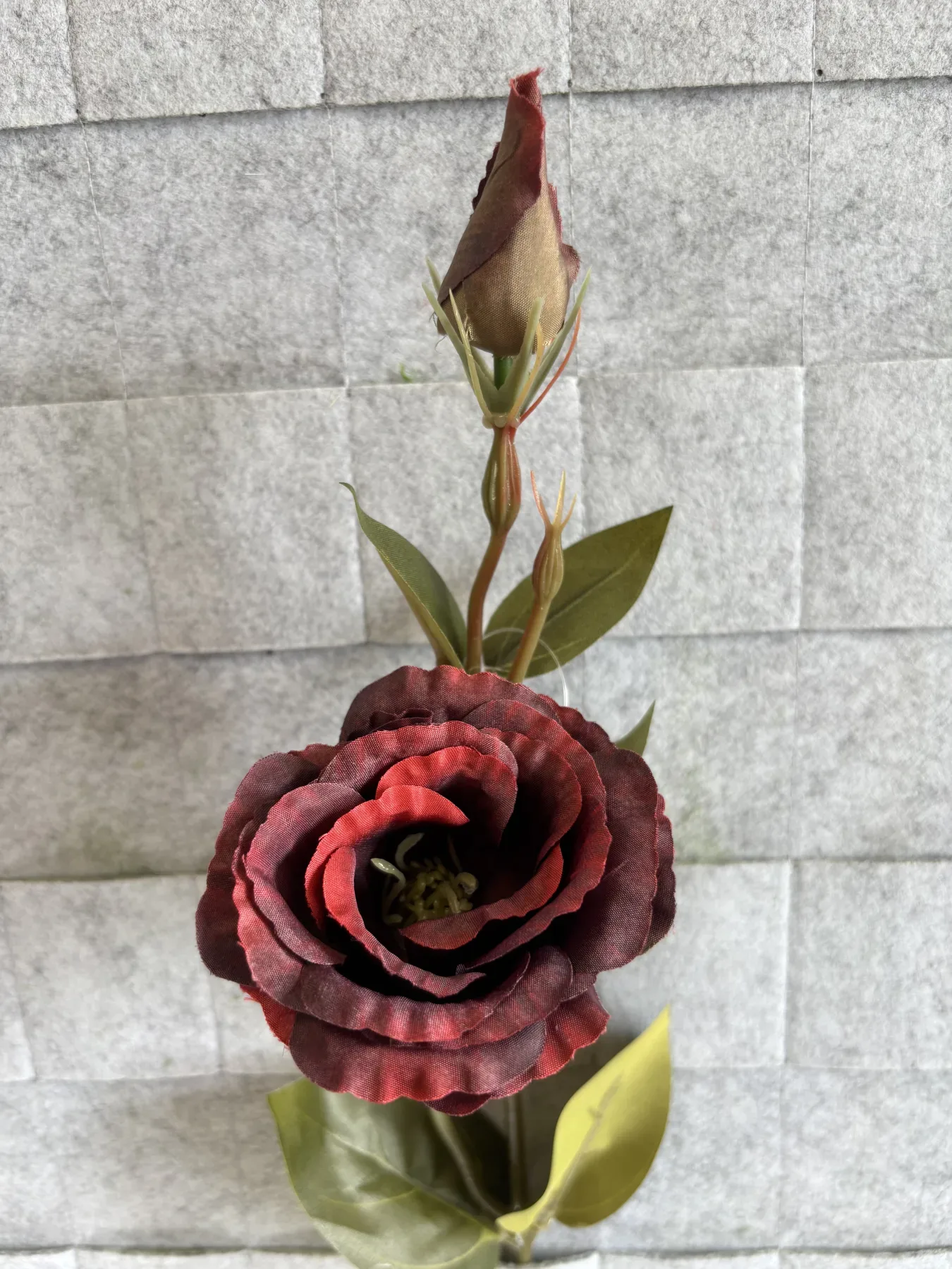 Eustoma gałązkowa – zdjęcie 4