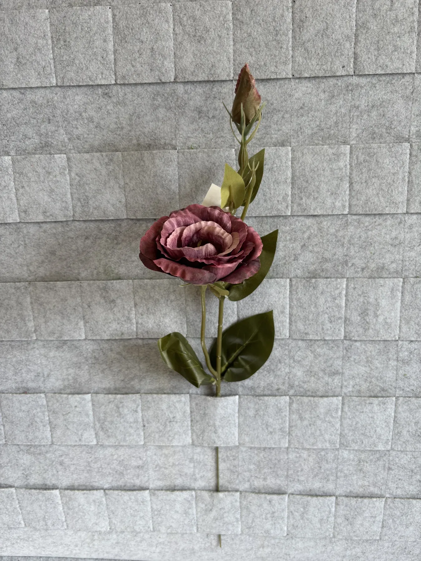 Eustoma gałązkowa