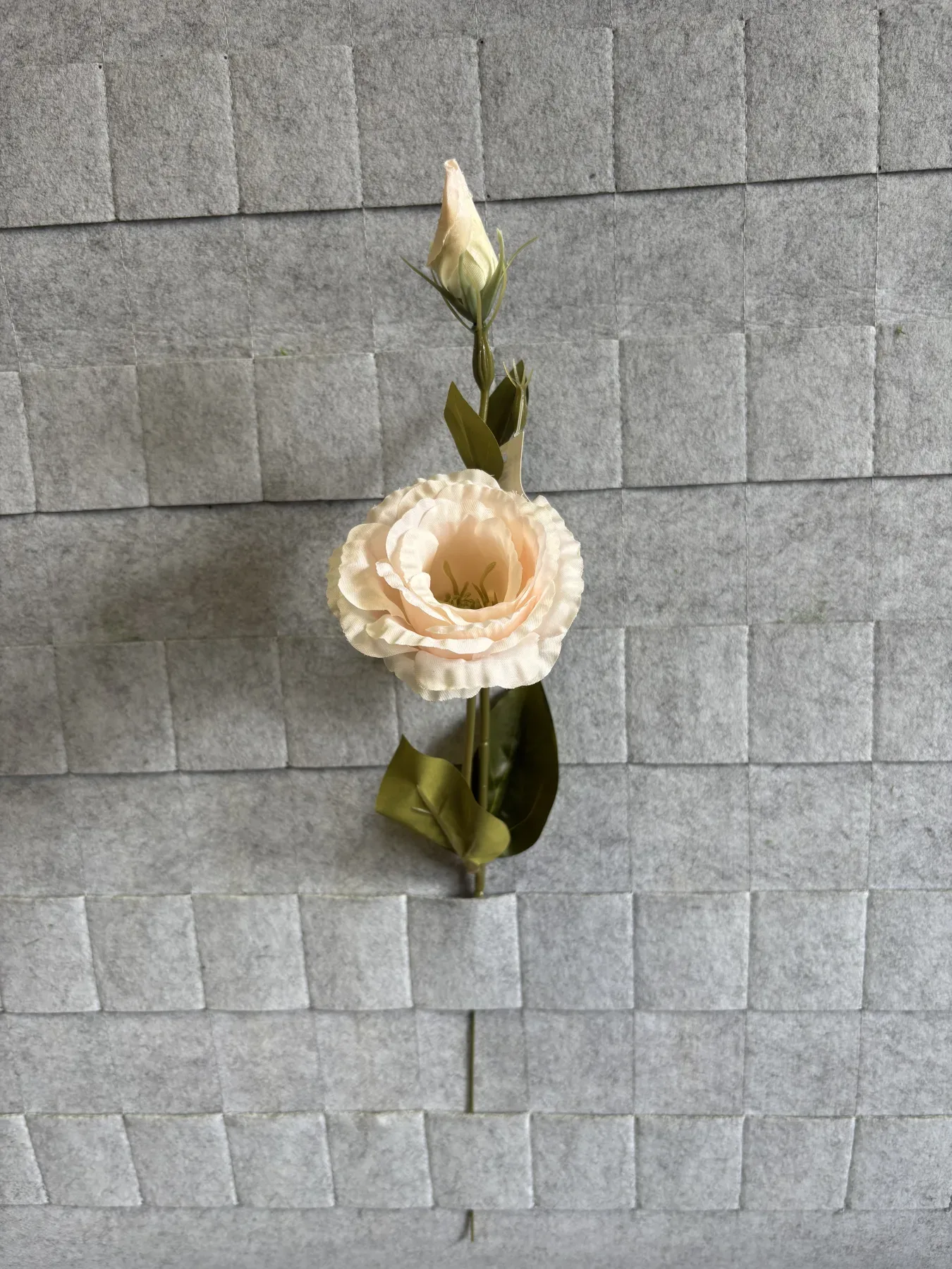 Eustoma gałązkowa