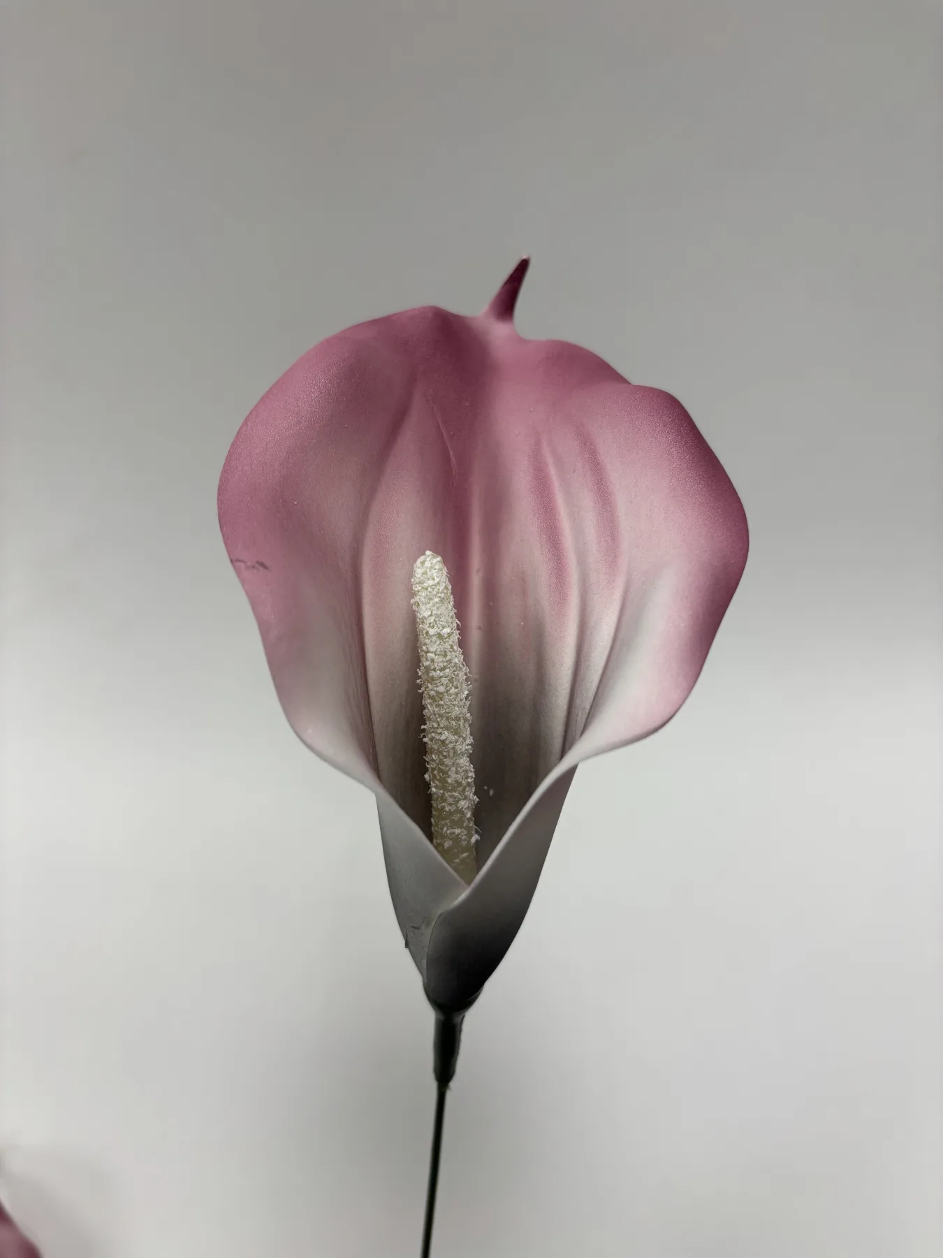 Kalia piankowa VIP1823/15A