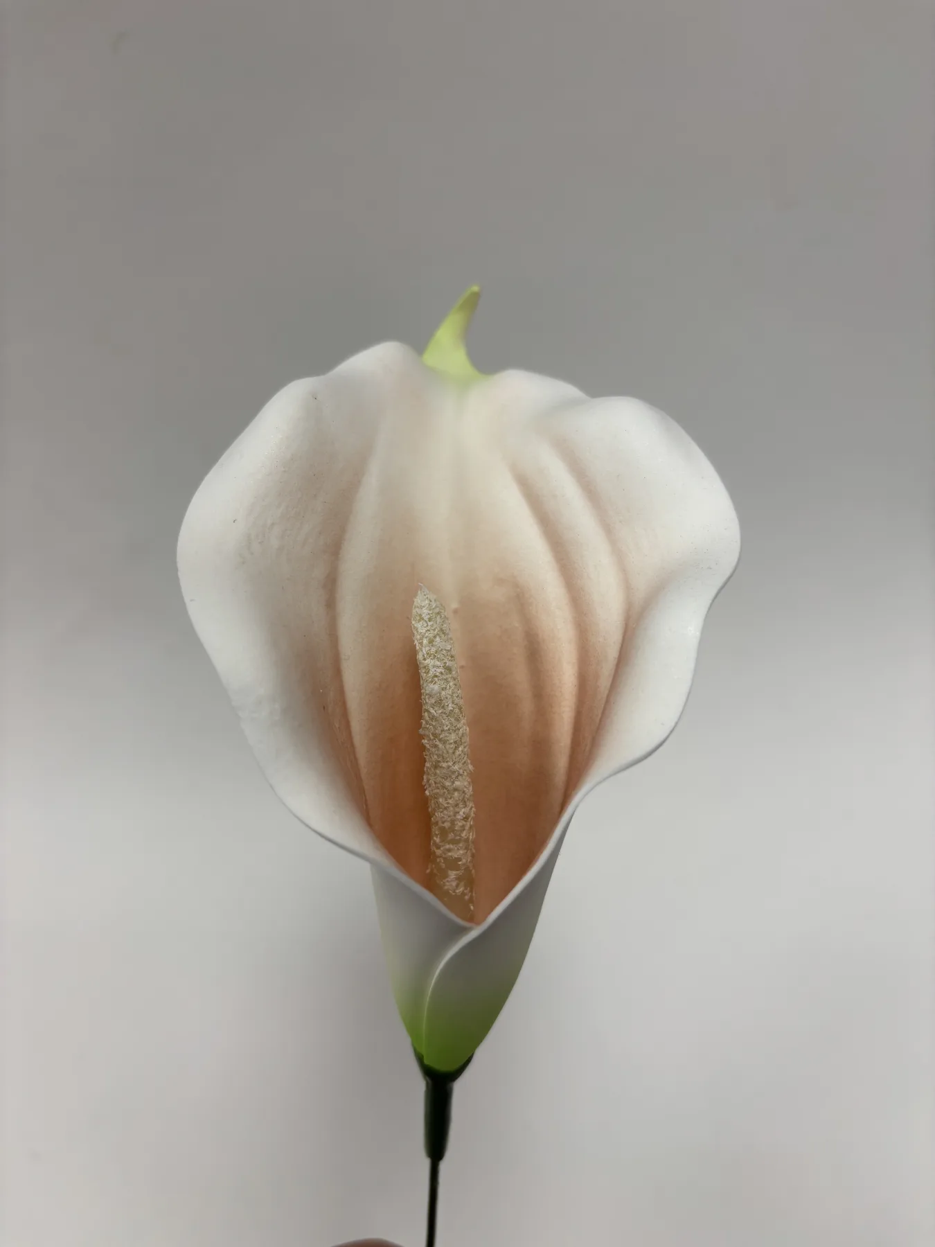 Kalia piankowa VIP1823/13A
