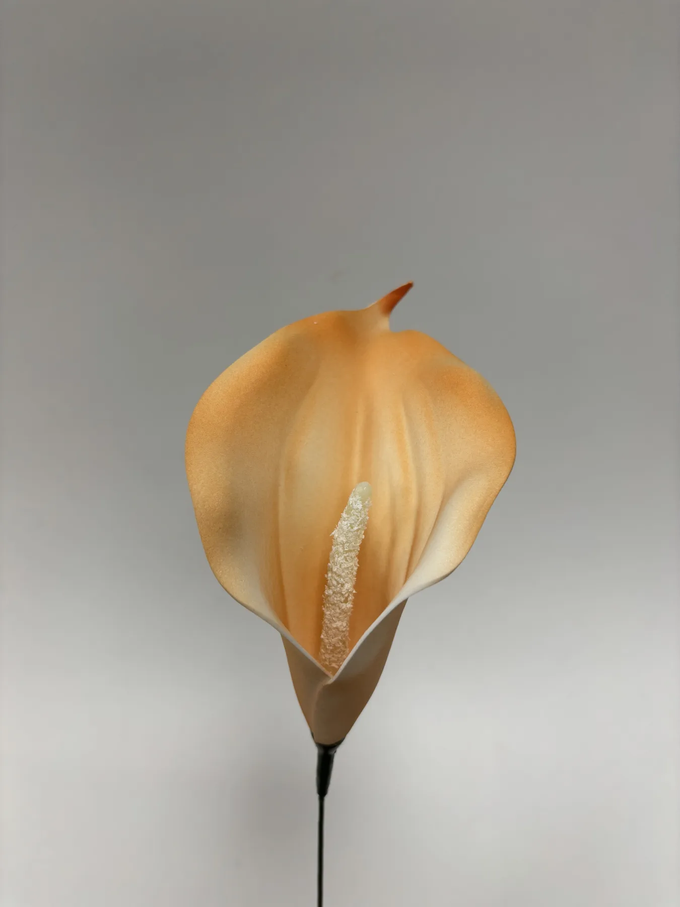 Kalia piankowa VIP1823/18