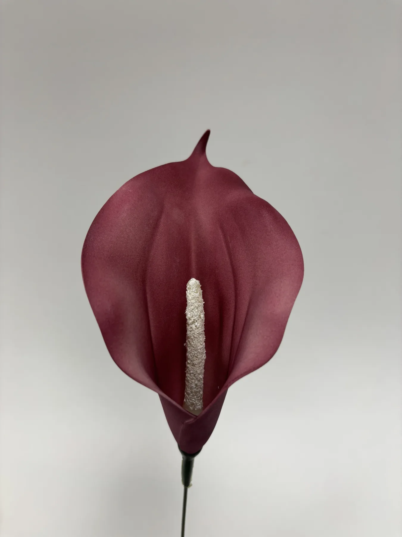 Kalia piankowa VIP1823/19