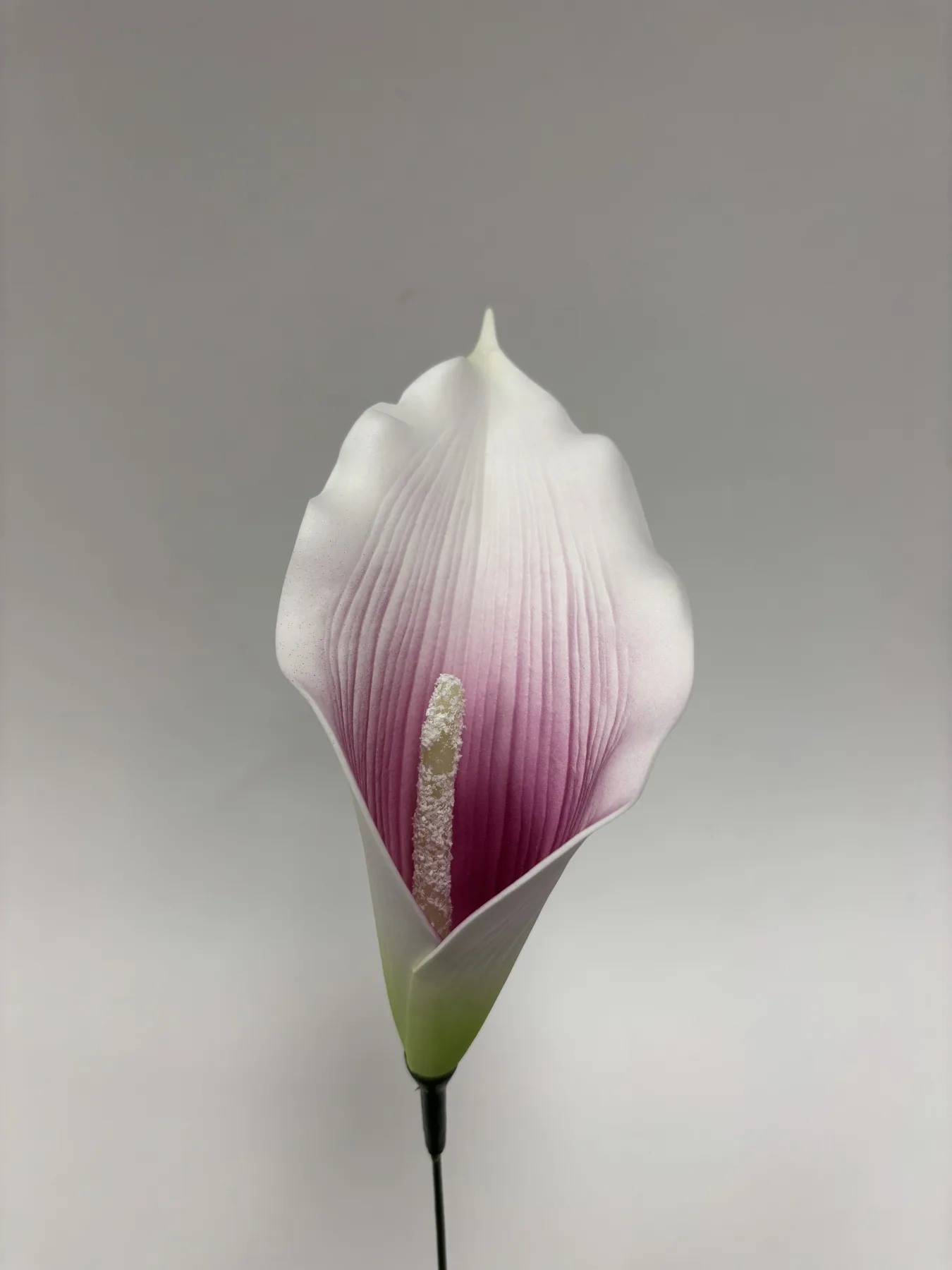 Kalia piankowa VIP1822/4