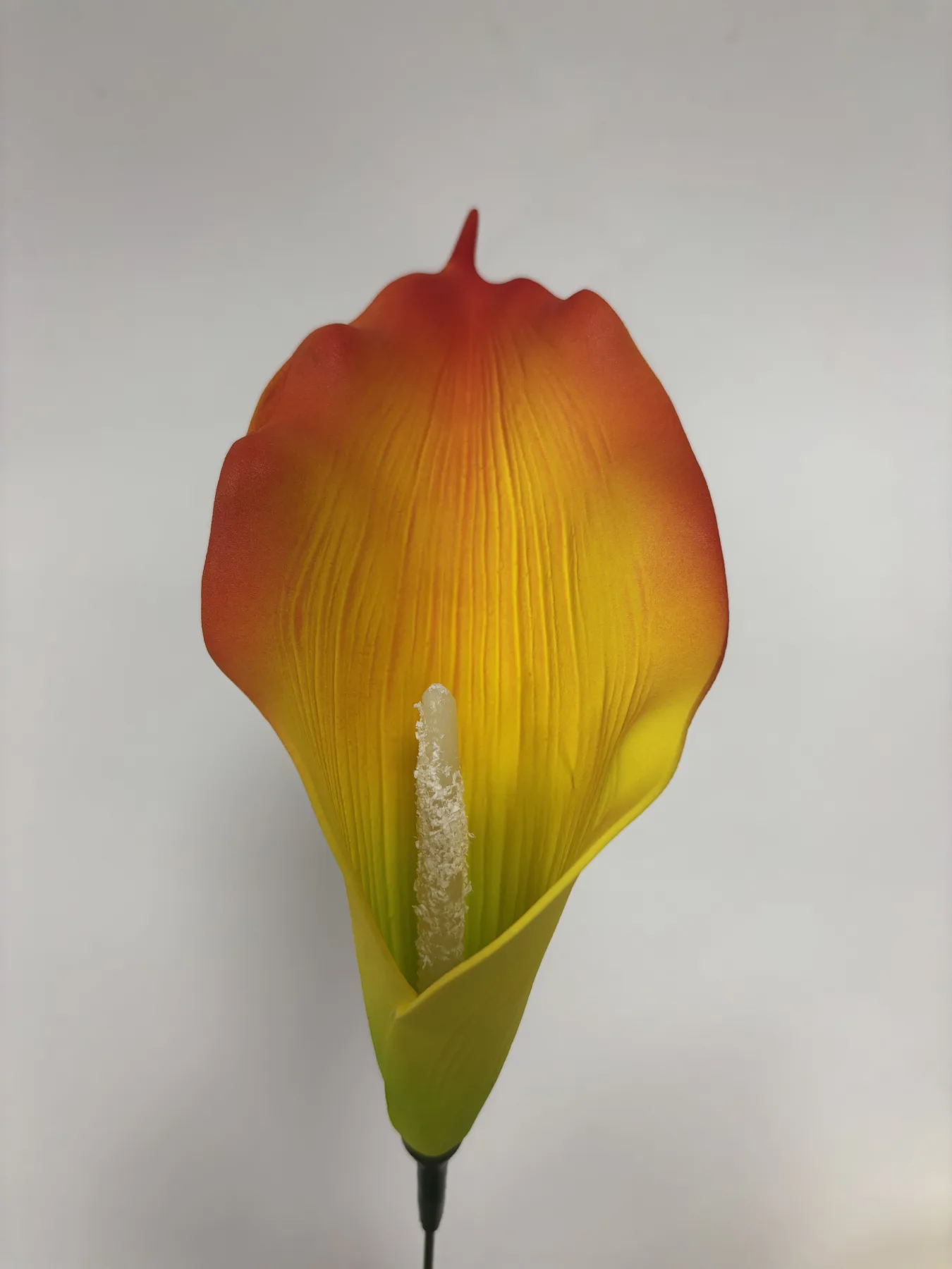 Kalia piankowa VIP1822/16