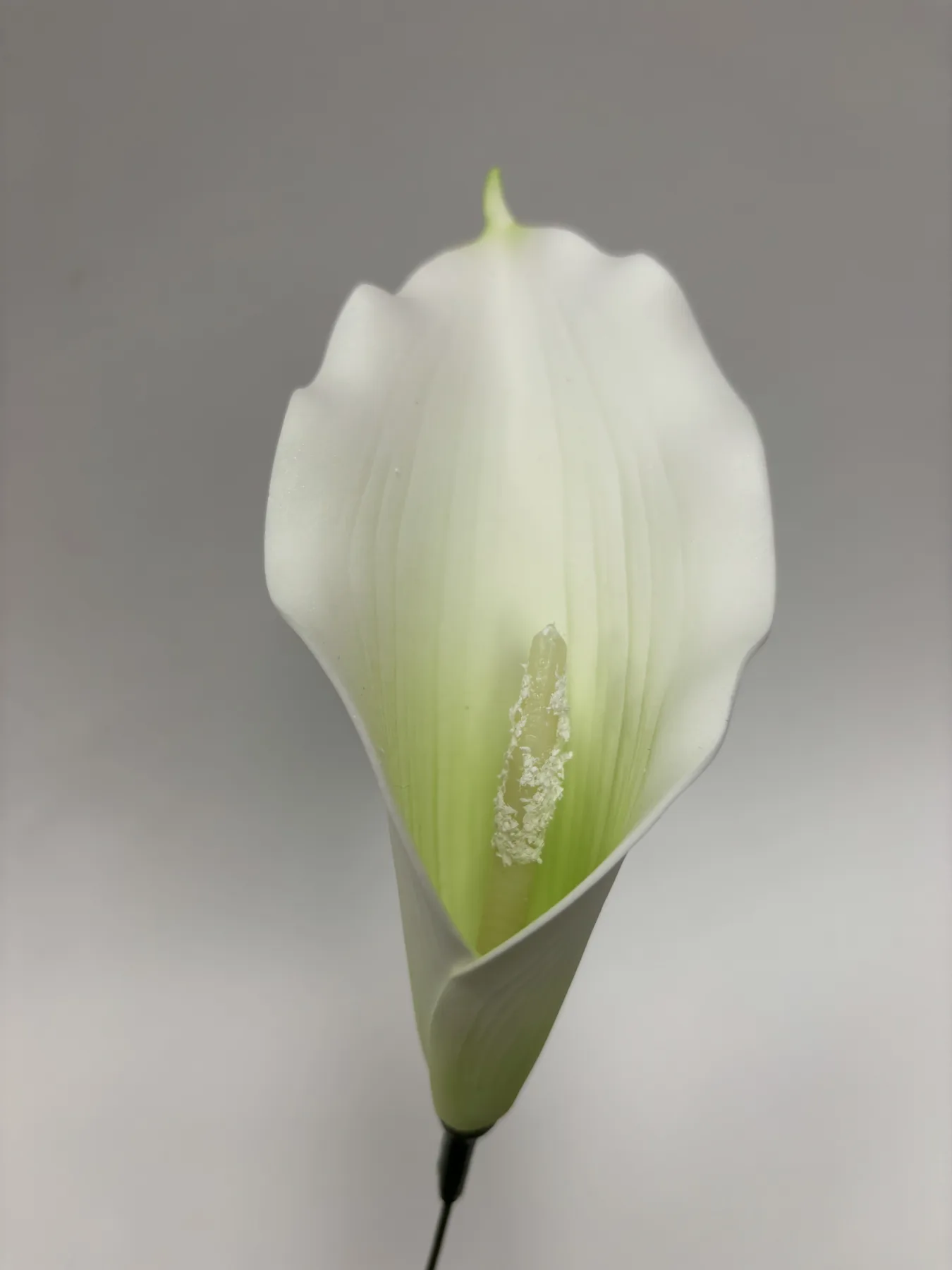 Kalia piankowa VIP1822/4A