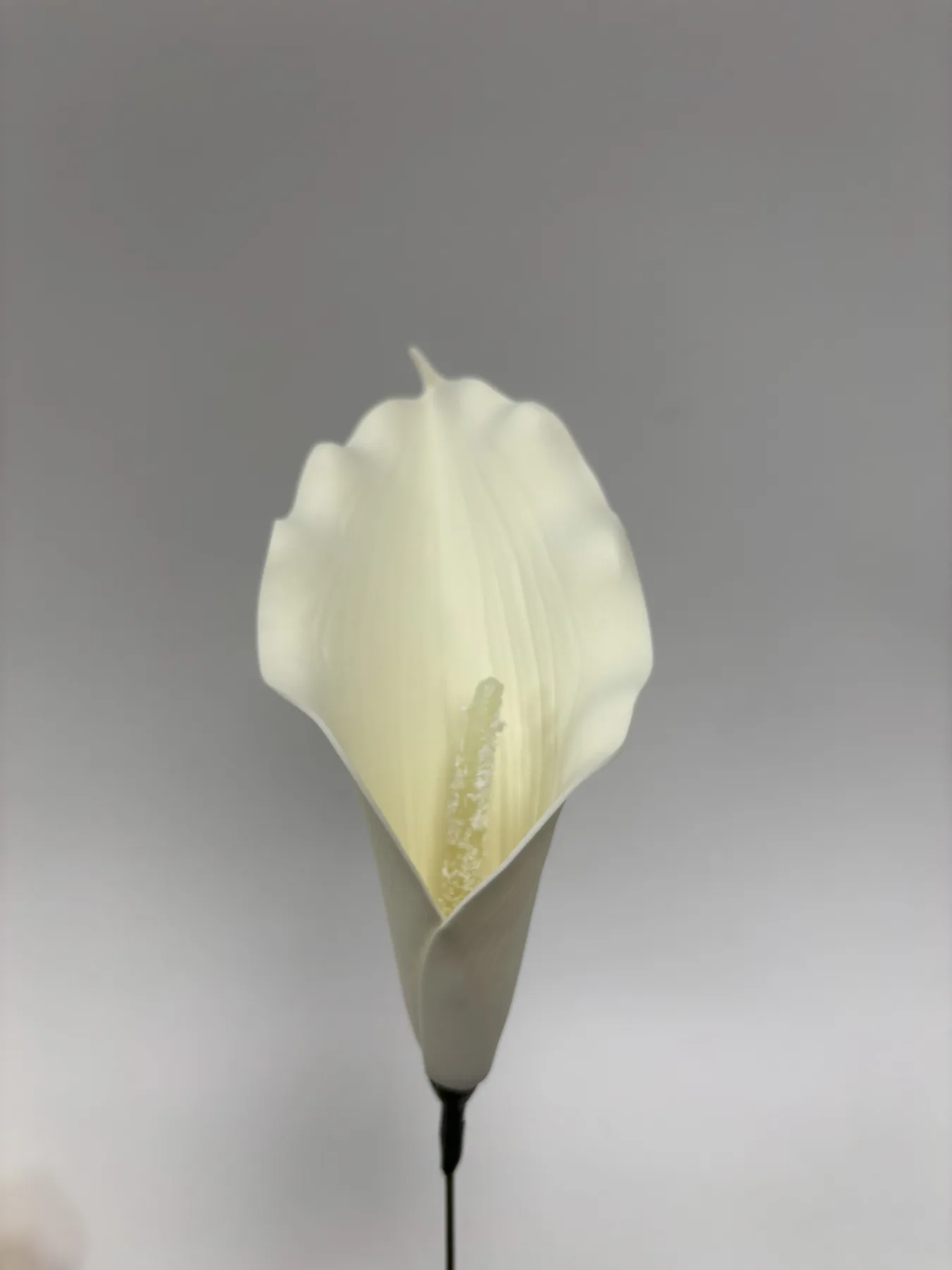 Kalia piankowa VIP1822/1