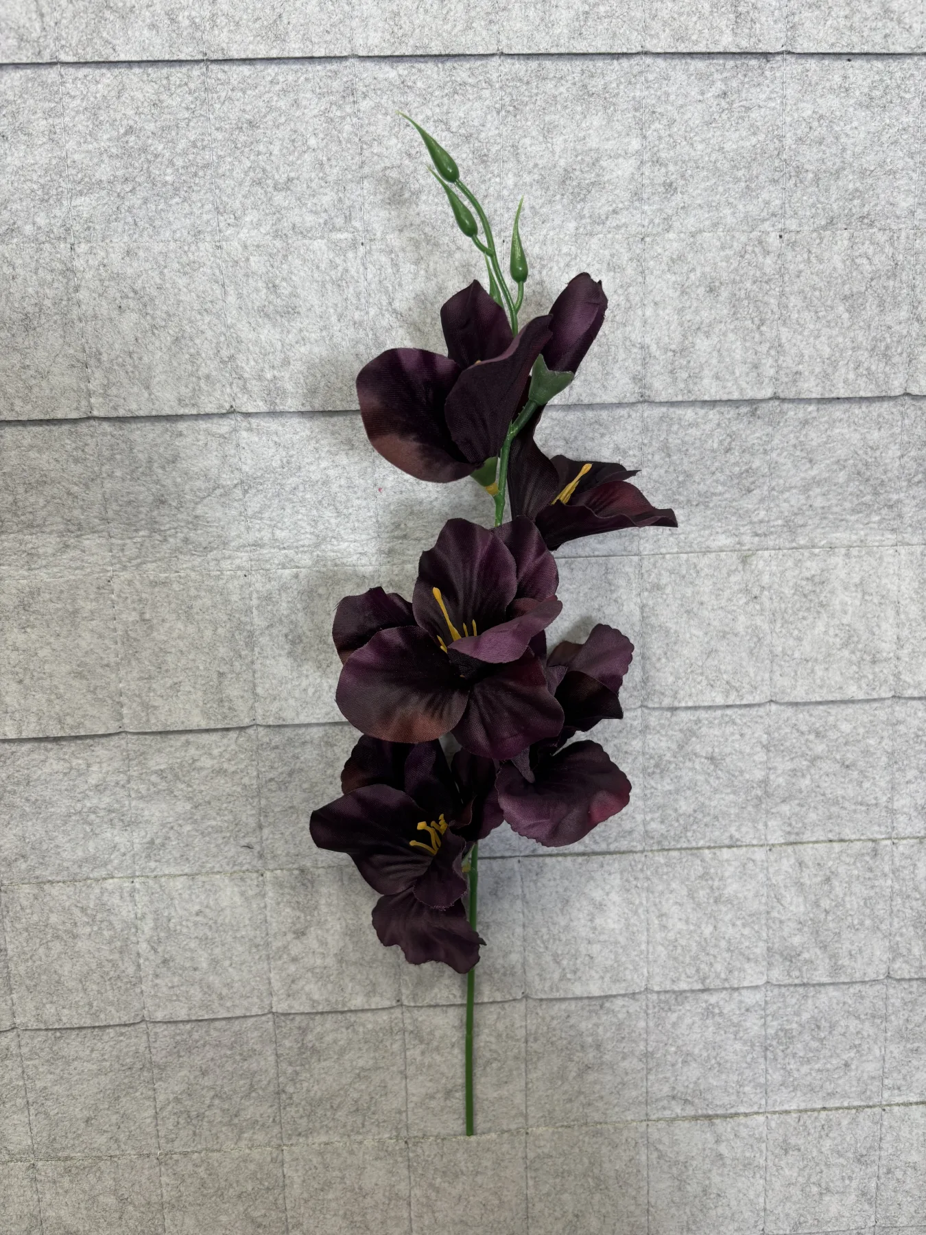 Mieczyk satynowy Purple L004